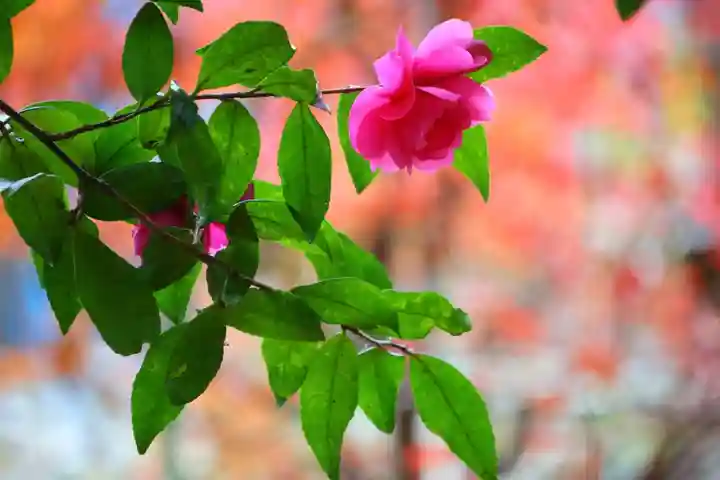 神炊館神社 ⁂奥州須賀川総鎮守⁂の庭園