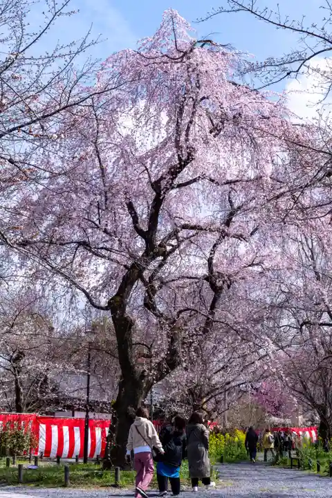平野神社(京都府)