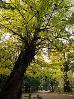 赤坂氷川神社(東京都)