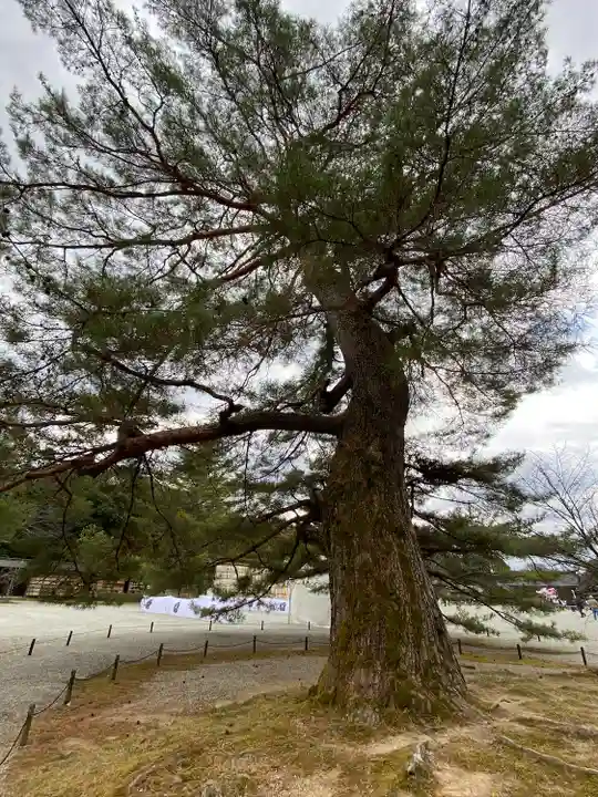 橿原神宮(奈良県)