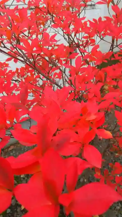 彌彦神社 (伊夜日子神社)の自然
