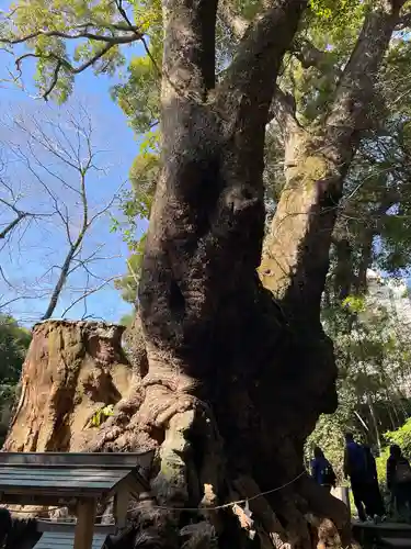 來宮神社の自然