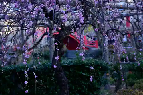 亀戸天神社の自然