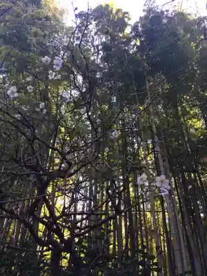 報国寺(神奈川県)