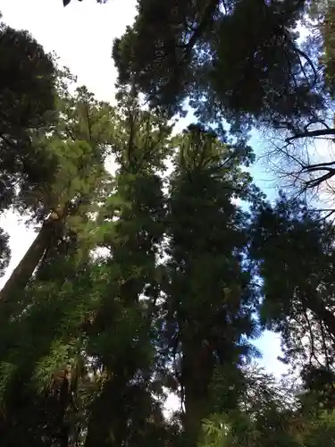 高千穂神社の自然