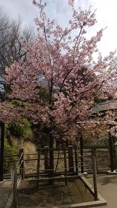 鳩森八幡神社の自然