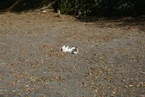 唐澤山神社の動物