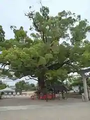 百舌鳥八幡宮(大阪府)