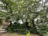 櫻田神社の自然