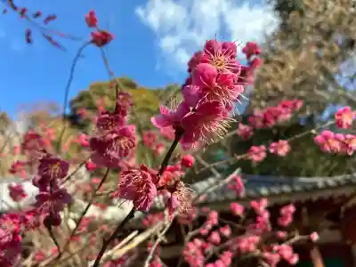 高貴寺の{uncategorized: "未分類", other: "その他", undefined: "問題あり", building: "その他建物", grave: "お墓", sacred_gate: "鳥居", guardian: "狛犬", statue: "像", buddha: "仏像", history: "歴史", nature: "自然", garden: "庭園", animal: "動物", pagoda: "塔", temizu: "手水舎", mountain_gate: "山門・神門", sanctuary: "本殿・本堂", subordinate: "末社・摂社", art: "芸術", scenery: "景色", jizo: "地蔵", ema: "絵馬", goshuin: "御朱印", omikuji: "おみくじ", items: "授与品その他", amulet: "お守り", goshuincho: "御朱印帳", eats: "食事", festival: "お祭り", votive_dance: "神楽", shichigosan: "七五三参", wedding: "結婚式", experience: "体験その他", initially: "初詣", around: "周辺", anti_infection: "感染症対策"}