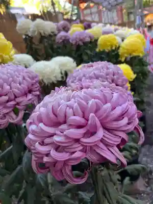 日吉大社(滋賀県)