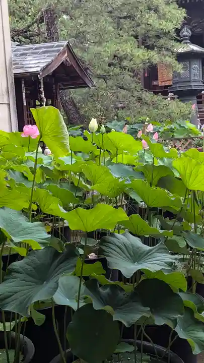 行願寺(革堂)(京都府)