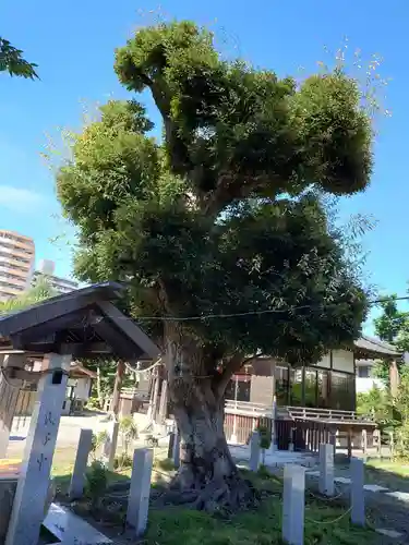香取神社（旭町香取神社・大鳥神社）の自然