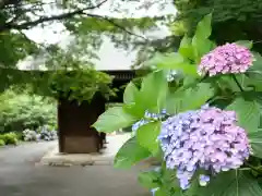 普門寺(切り絵御朱印発祥の寺)の自然