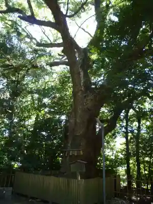 船江上社の自然