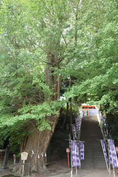 浅間神社(千葉県)