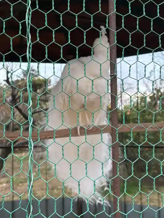 進雄神社の動物