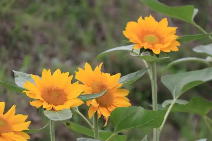 高司神社〜むすびの神の鎮まる社〜の庭園