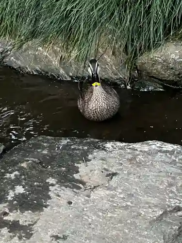武蔵一宮氷川神社の{uncategorized: "未分類", other: "その他", undefined: "問題あり", building: "その他建物", grave: "お墓", sacred_gate: "鳥居", guardian: "狛犬", statue: "像", buddha: "仏像", history: "歴史", nature: "自然", garden: "庭園", animal: "動物", pagoda: "塔", temizu: "手水舎", mountain_gate: "山門・神門", sanctuary: "本殿・本堂", subordinate: "末社・摂社", art: "芸術", scenery: "景色", jizo: "地蔵", ema: "絵馬", goshuin: "御朱印", omikuji: "おみくじ", items: "授与品その他", amulet: "お守り", goshuincho: "御朱印帳", eats: "食事", festival: "お祭り", votive_dance: "神楽", shichigosan: "七五三参", wedding: "結婚式", experience: "体験その他", initially: "初詣", around: "周辺", anti_infection: "感染症対策"}