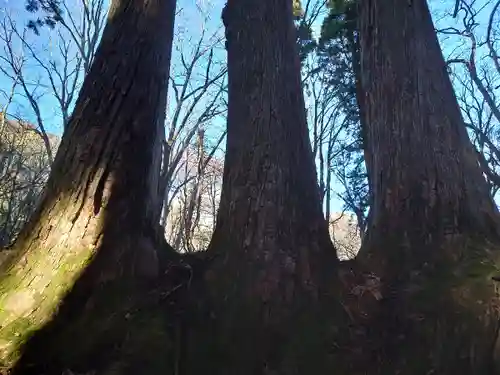 戸隠神社奥社の自然