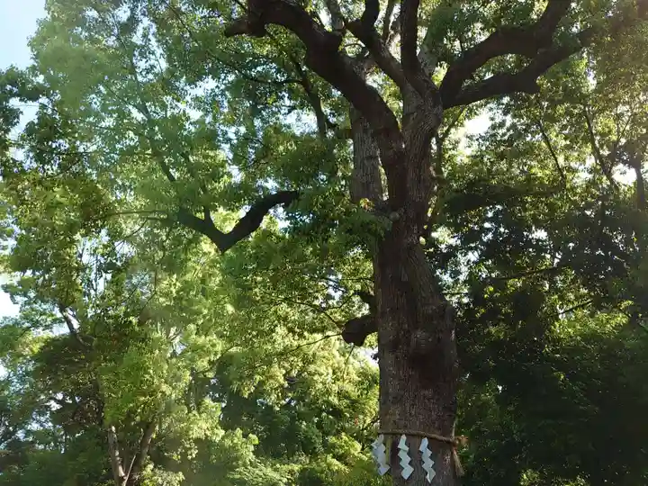 和泉國一之宮 大鳥大社の自然