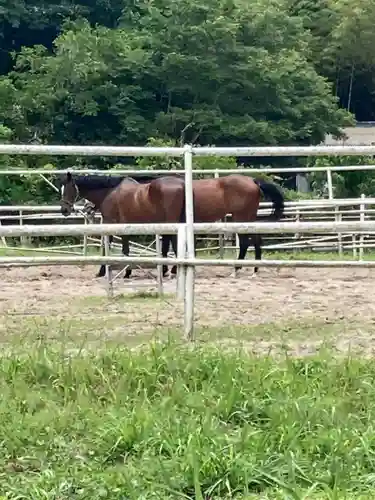 若都王子神社の動物