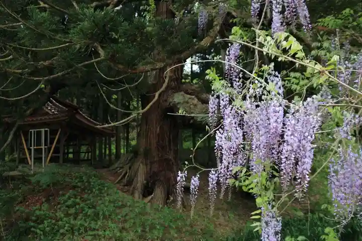 熊野大権現堂の自然