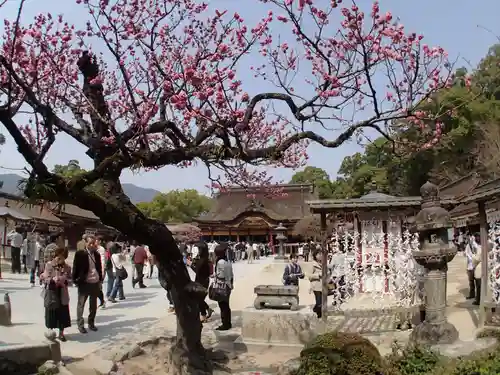 太宰府天満宮の自然