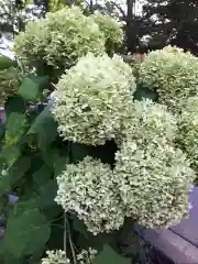 新琴似神社の自然