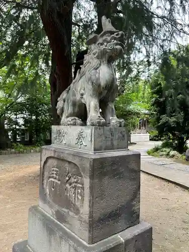 青山熊野神社の狛犬