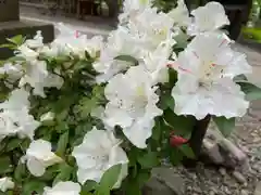 彌彦神社　(伊夜日子神社)(北海道)