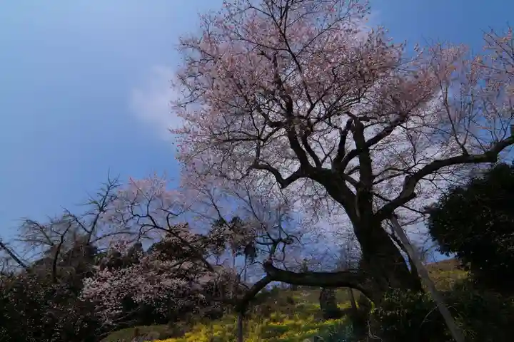曹洞宗 永松山 龍泉寺の自然