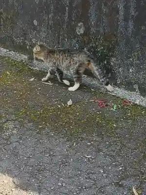 賀茂神社の動物