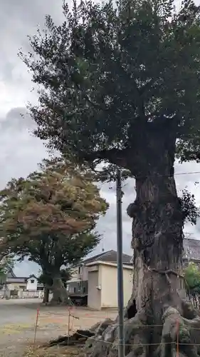 相原八幡宮(神奈川県)