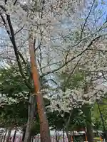 櫻木神社(千葉県)