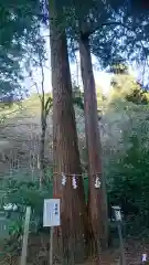 大矢田神社の自然