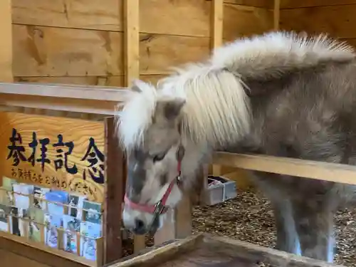 平塚八幡宮の動物