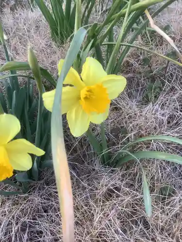 天王社（勝川新町）の自然