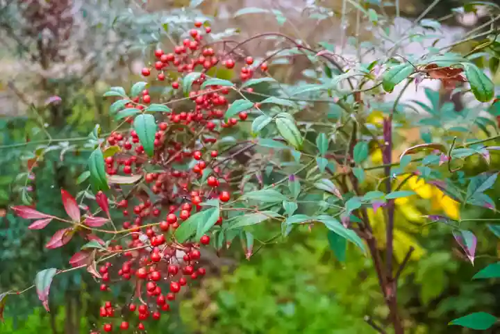 尻岸内八幡神社の自然