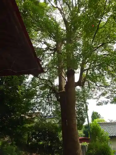 日枝神社の自然