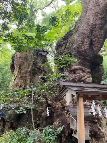 來宮神社の自然