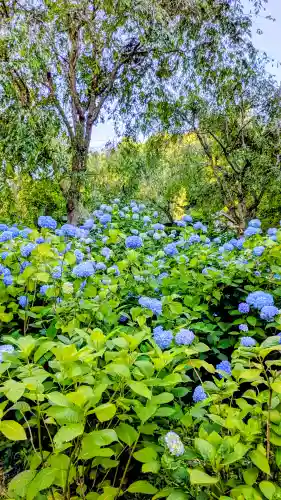 明月院(神奈川県)