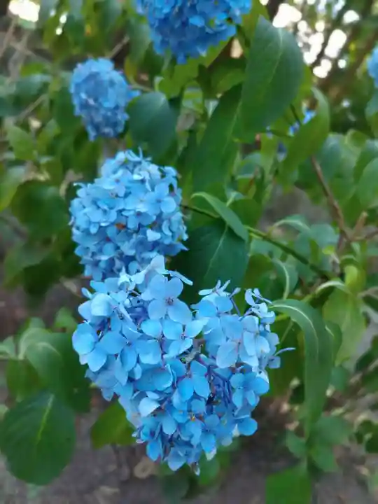 日高神社(岩手県)