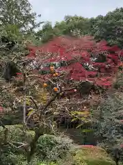 詩仙堂（丈山寺）の自然