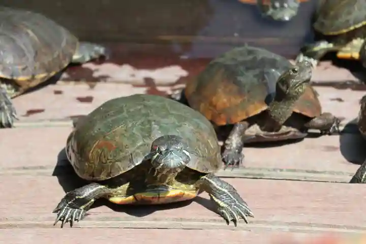 四天王寺の動物
