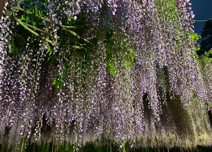 天台宗 五大山 白毫寺の自然