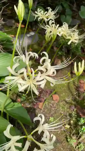 當麻寺 奥院の自然