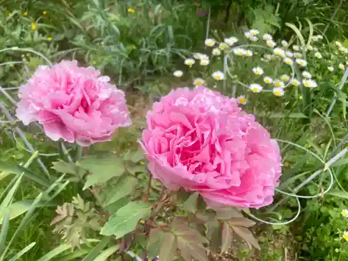 善名称院（真田庵）の自然