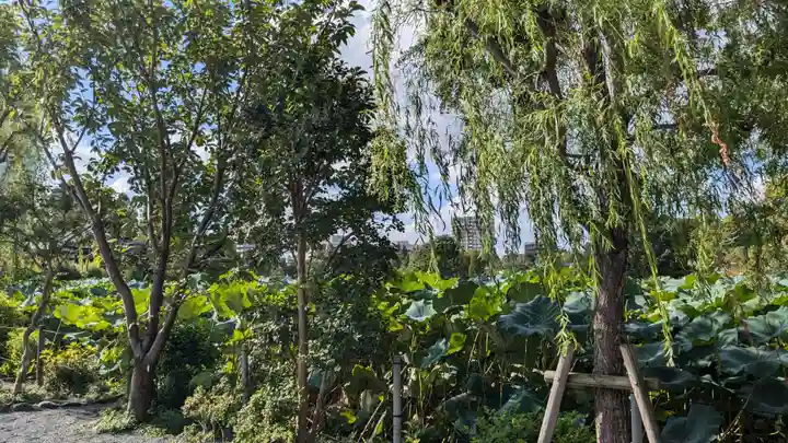 寛永寺不忍池弁天堂の自然