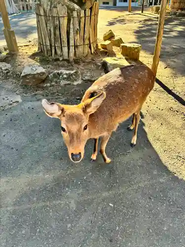 金華山黄金山神社(宮城県)